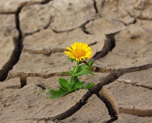 Fleur dans le désert